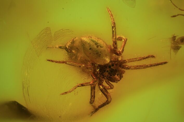 Detailed Fossil Spider (Aranea) In Baltic Amber #59411